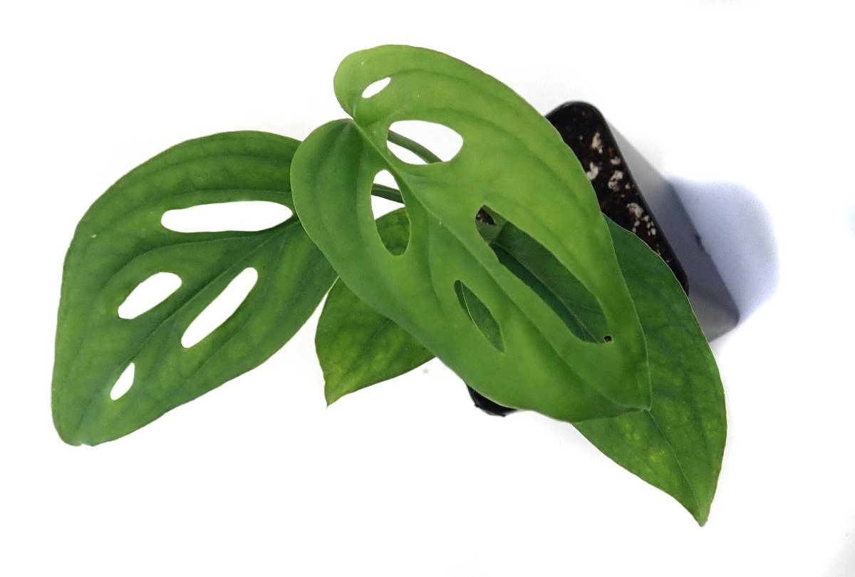 Monstera adansonii 'Swiss Cheese Vine'