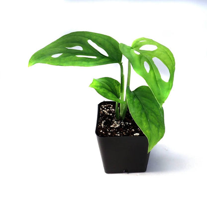 Monstera adansonii 'Swiss Cheese Vine'