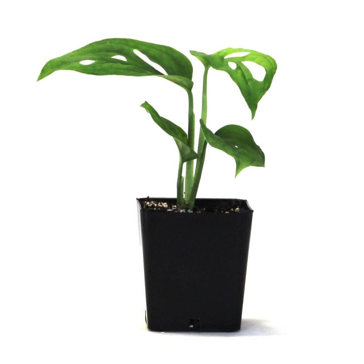 Monstera adansonii 'Swiss Cheese Vine'