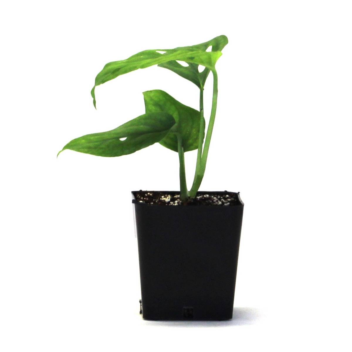Monstera adansonii 'Swiss Cheese Vine'