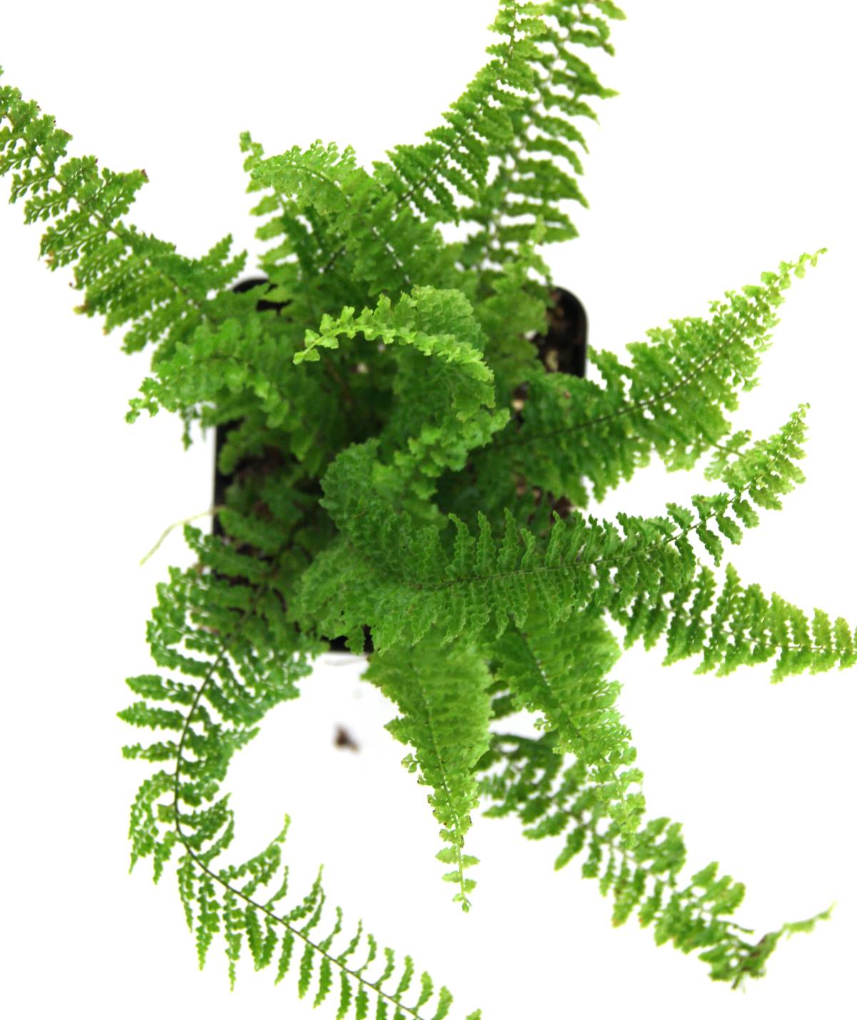 Nephrolepis exaltata 'Fluffy Ruffles Fern'