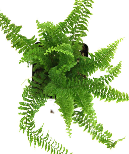 Nephrolepis exaltata 'Fluffy Ruffles Fern'