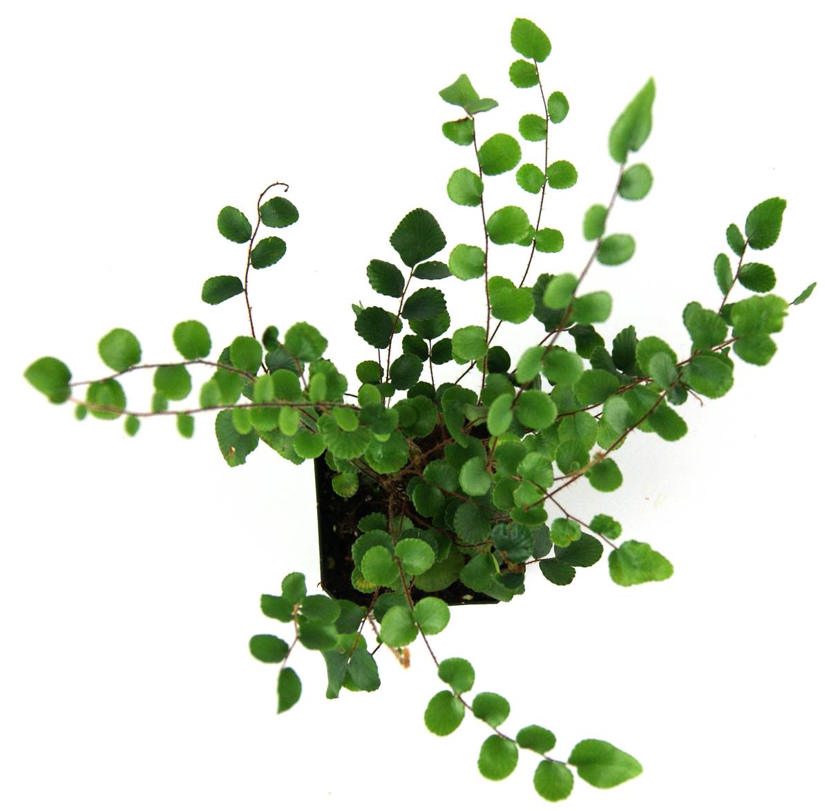 Pellaea rotundifolia 'Button Fern'