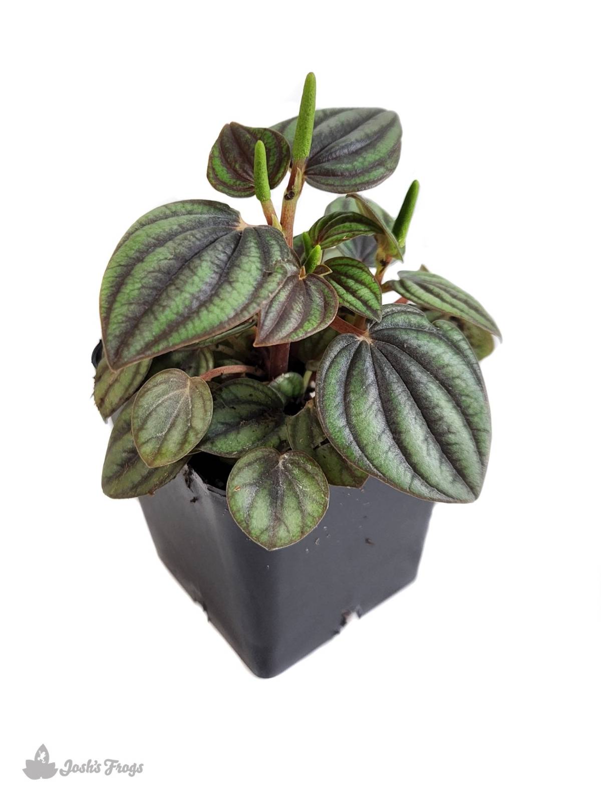 Peperomia albovittata 'Piccolo Banda'