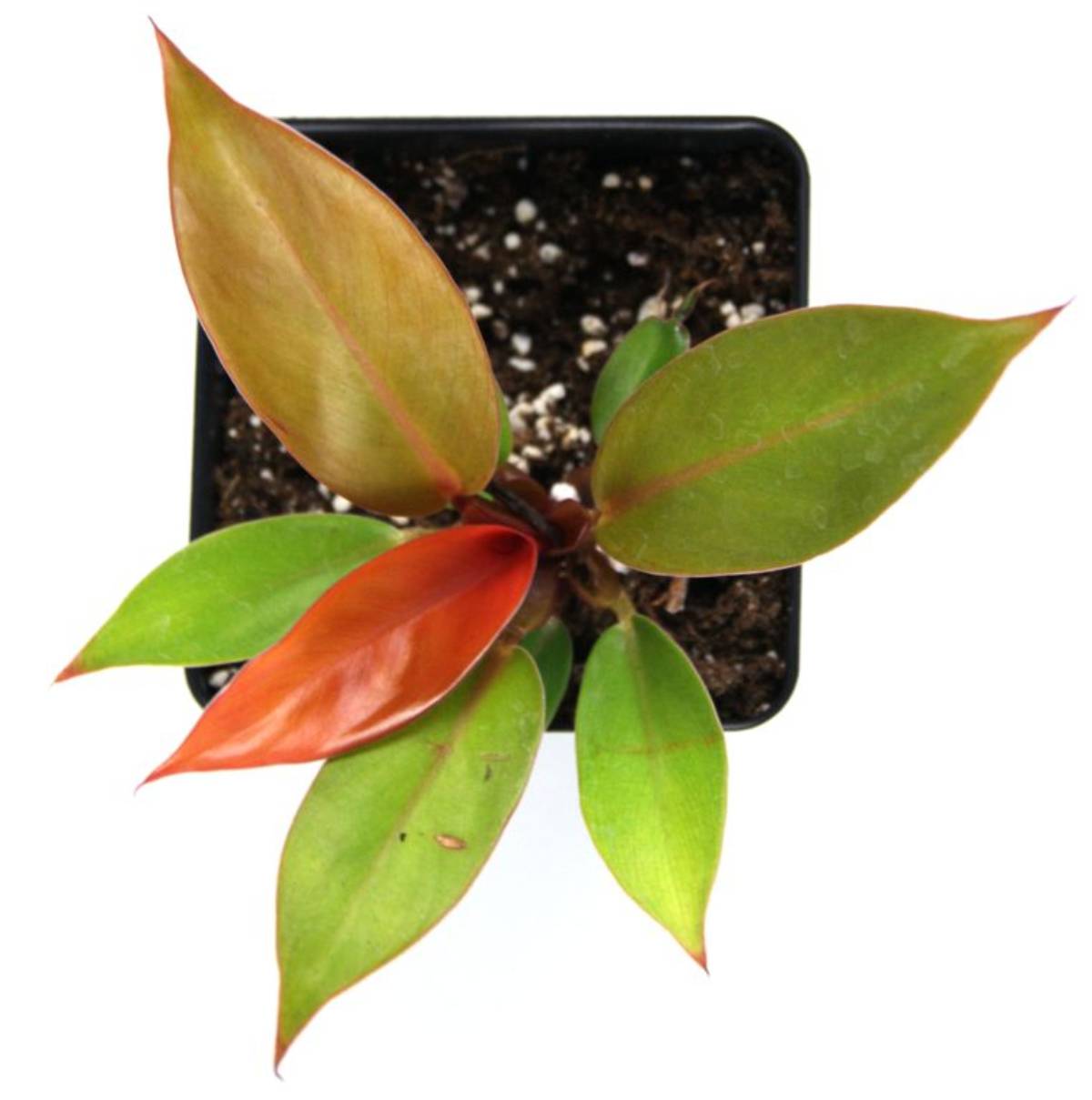 Philodendron 'Prince of Orange'