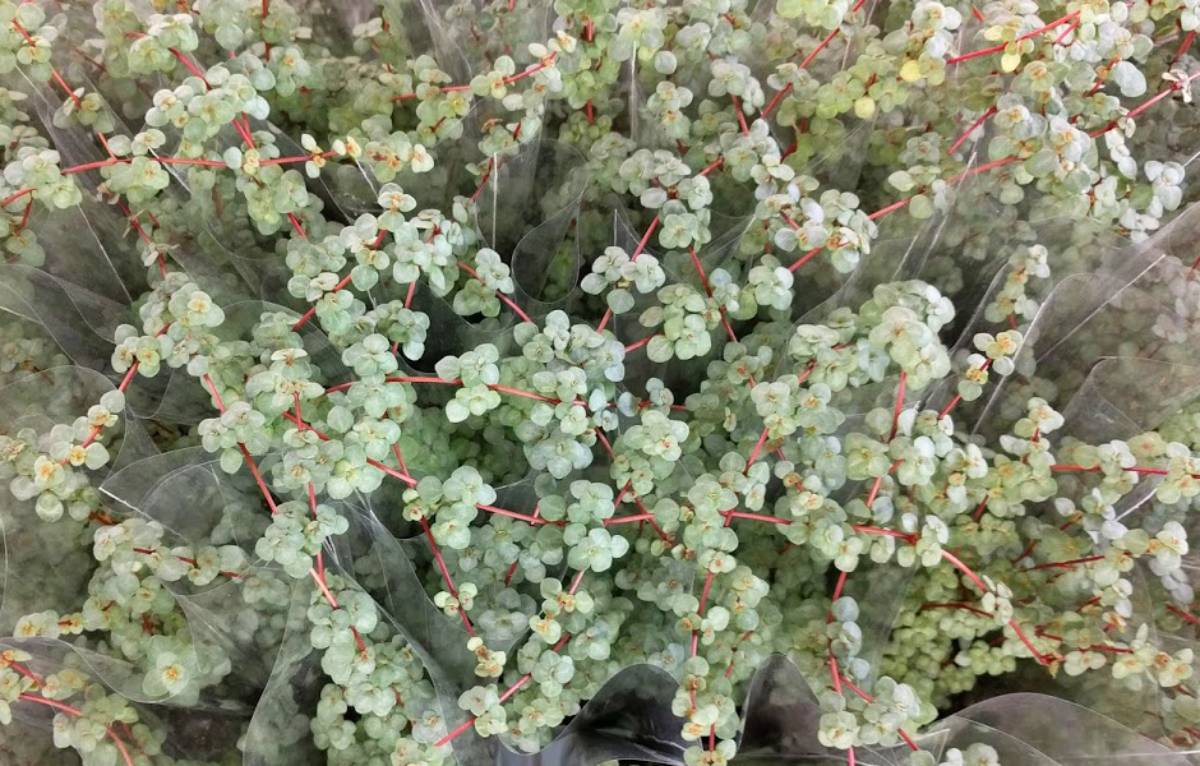 Pilea glaucophylla 'Red Stem Tears'