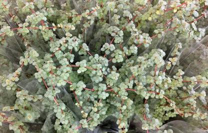 Pilea glaucophylla 'Red Stem Tears'