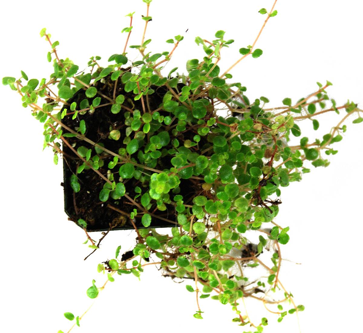 Pilea depressa 'Tiny Tears'