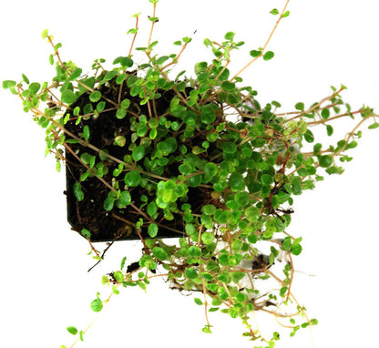 Pilea depressa 'Tiny Tears'