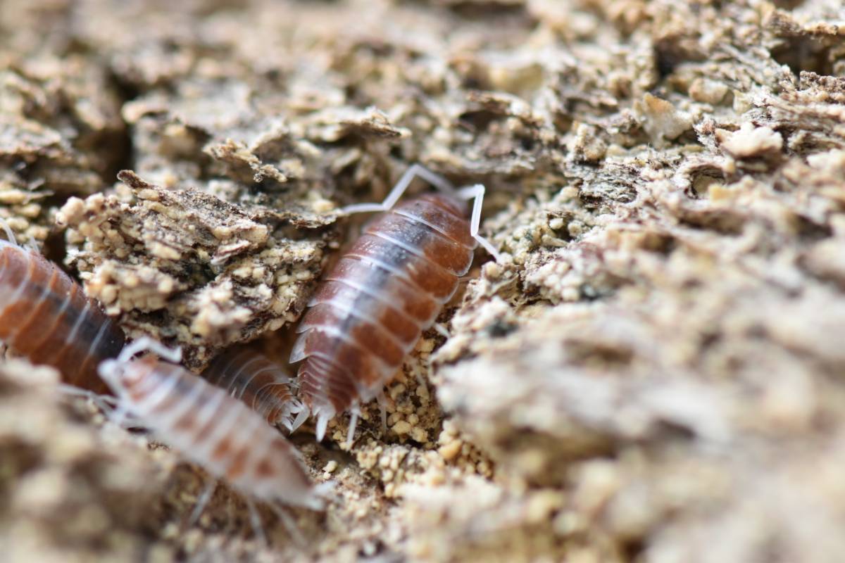 Porcellionides pruinosus 'Orange Cream' Isopods (10 count)