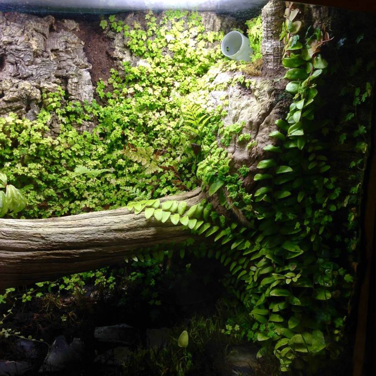 Ficus pumila 'Quercifolia' - String of Frogs