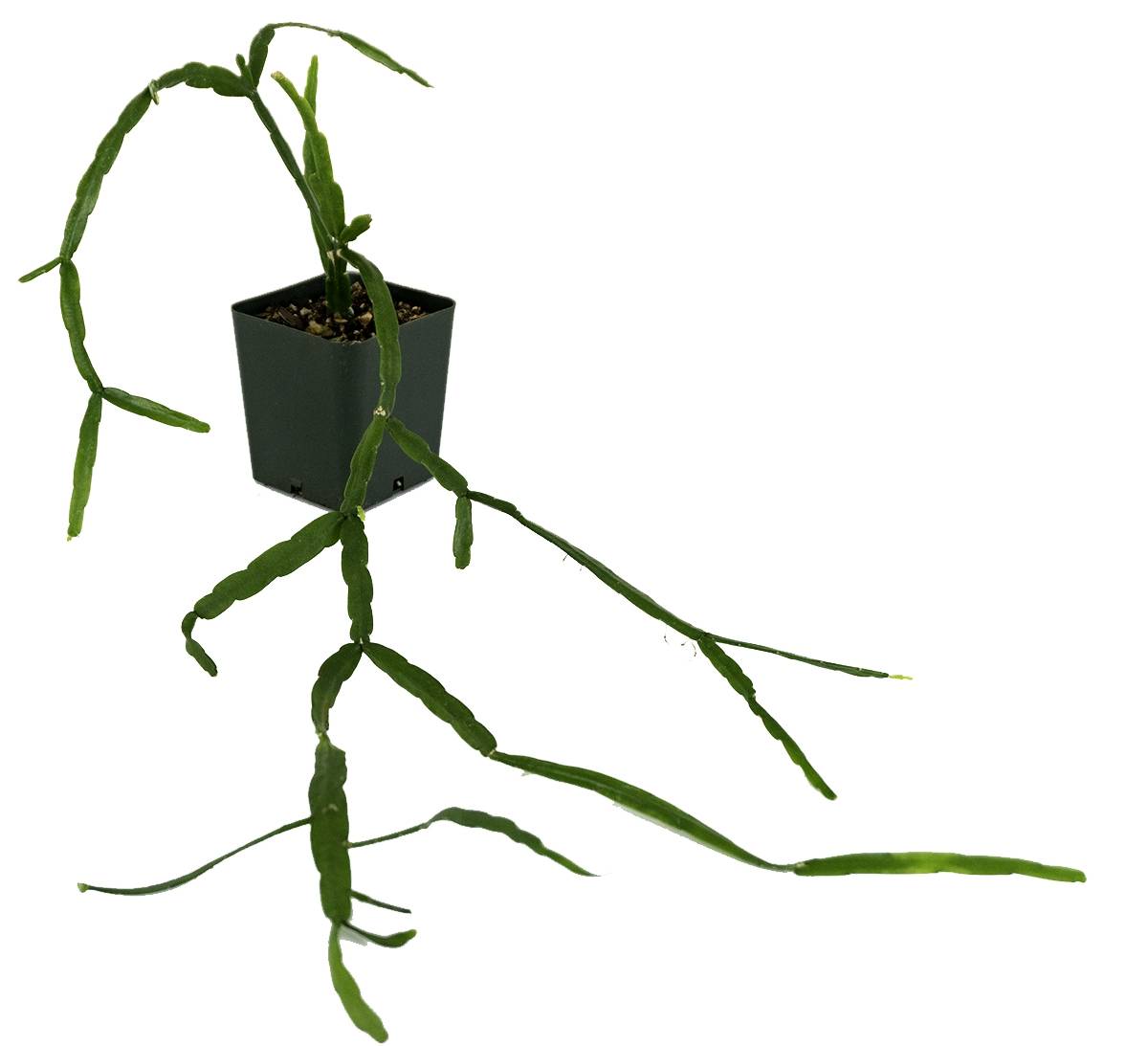 Rhipsalis (Grower's Choice)