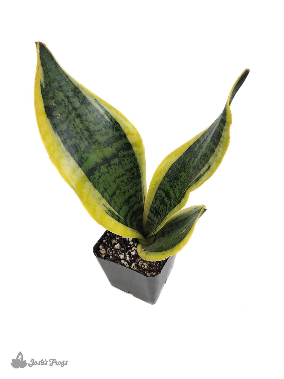 Sansevieria Trifasciata 'futura Superba' - Snake Plant – Happydragons