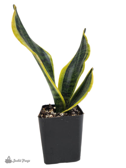 Sansevieria trifasciata 'Futura Superba' - Snake Plant