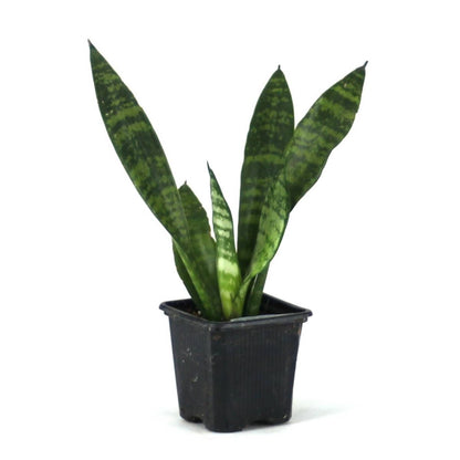 Sansevieria zeylanica 'Mother-in-Law's Tongue'