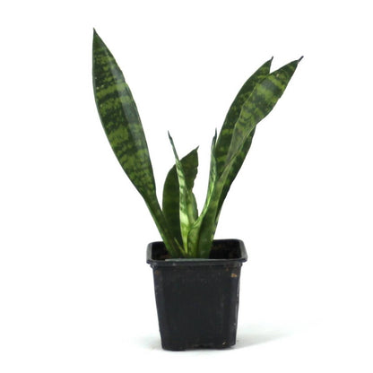 Sansevieria zeylanica 'Mother-in-Law's Tongue'