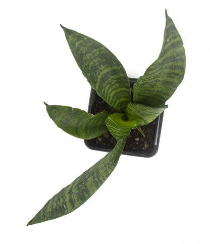 Sansevieria zeylanica 'Mother-in-Law's Tongue'