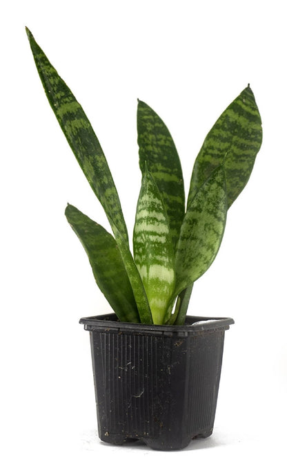 Sansevieria zeylanica 'Mother-in-Law's Tongue'