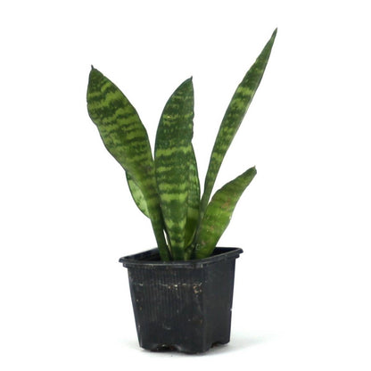 Sansevieria zeylanica 'Mother-in-Law's Tongue'