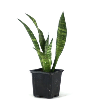 Sansevieria zeylanica 'Mother-in-Law's Tongue'