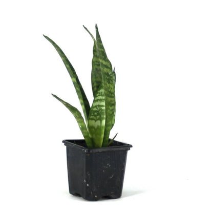Sansevieria zeylanica 'Mother-in-Law's Tongue'