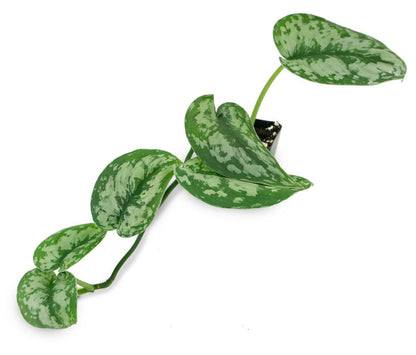Scindapsus pictus - (Grower's Choice)