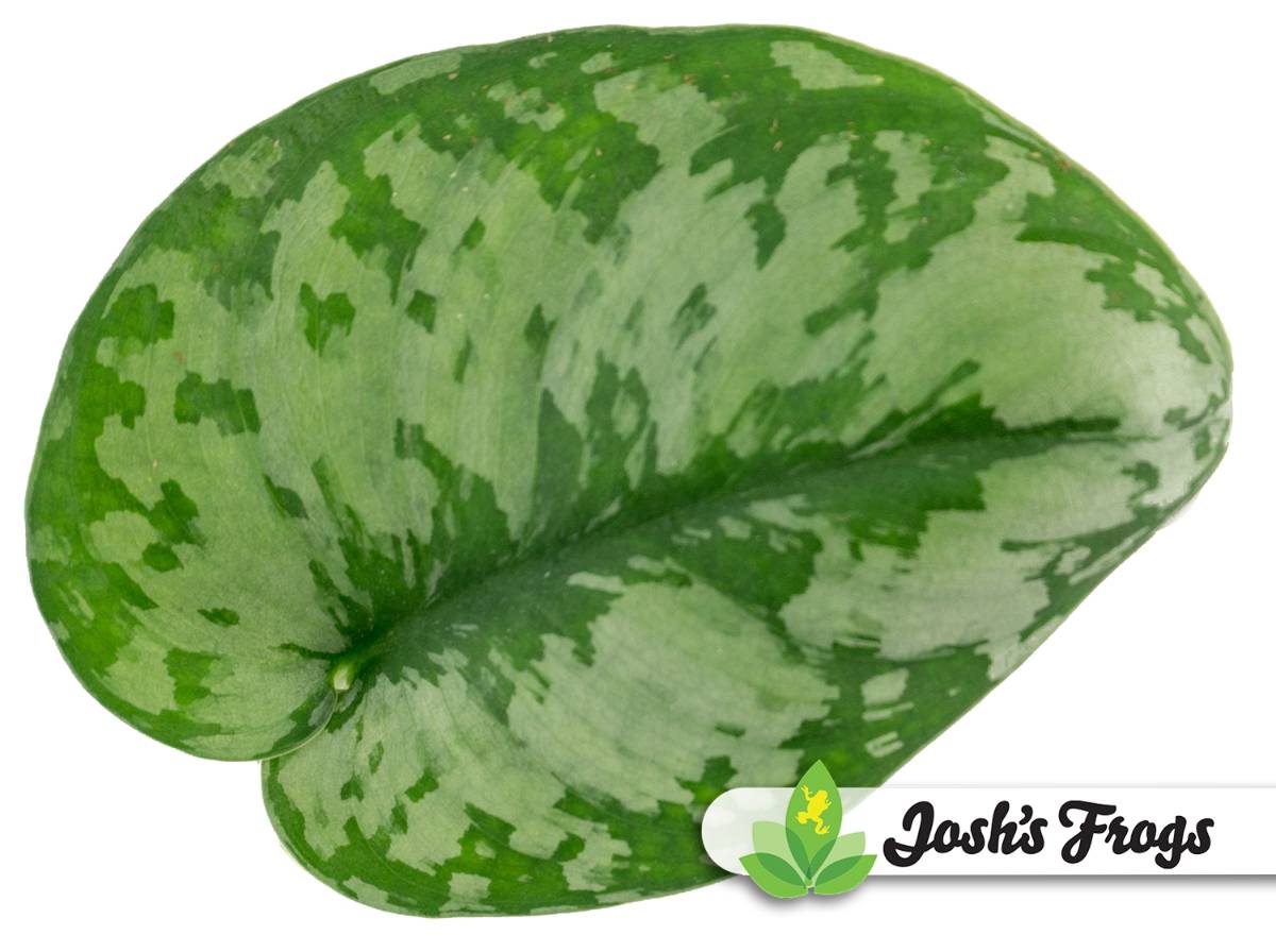Scindapsus pictus - (Grower's Choice)