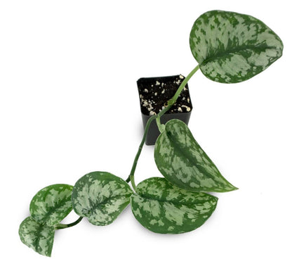 Scindapsus pictus - (Grower's Choice)