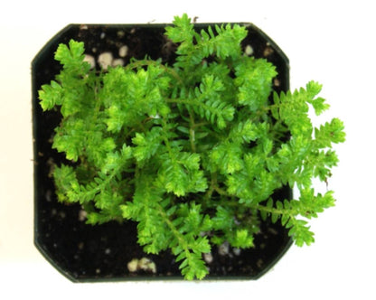 Selaginella kraussiana 'Gold Tips Spikemoss'
