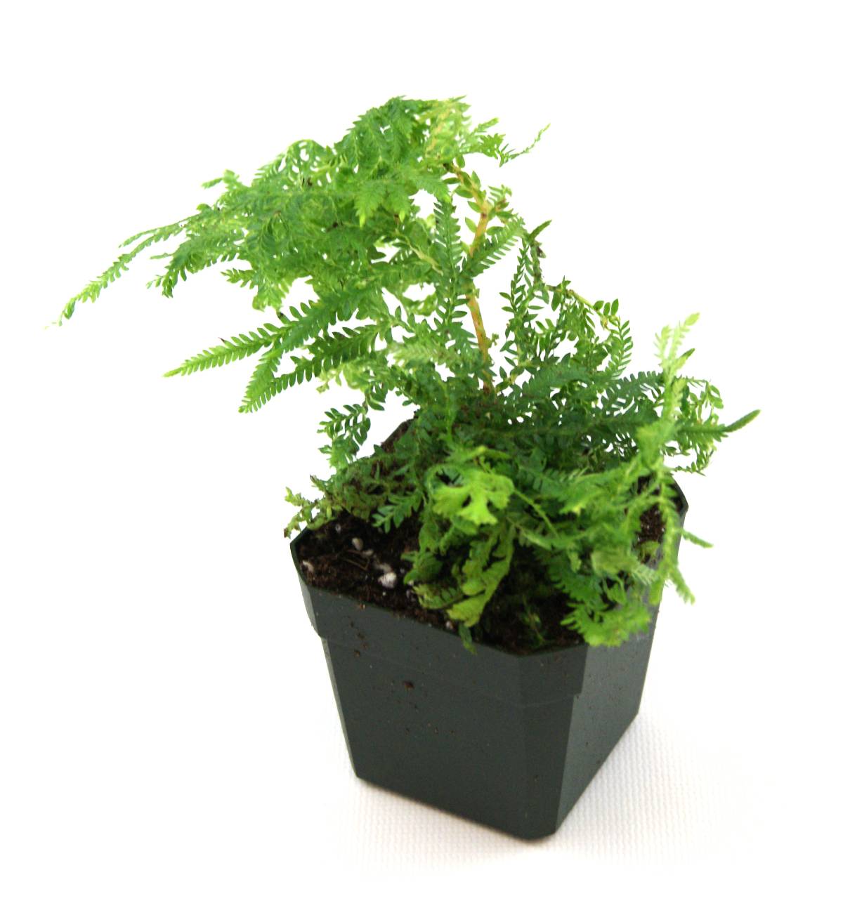 Selaginella kraussiana 'Gold Tips Spikemoss'