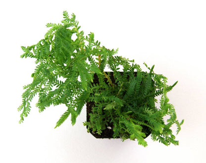 Selaginella kraussiana 'Gold Tips Spikemoss'