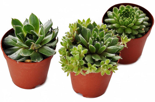 Succulent (Grower's Choice) - 4 inch pot