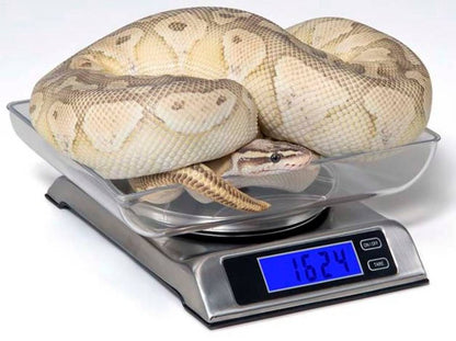 Vivarium Electronics DS-6000 Digital Scale (Reptile Basics)
